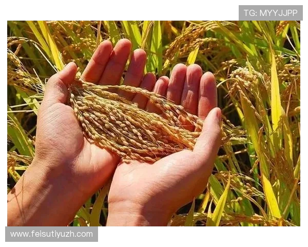 满冠体育真人平台的安全保障措施与资金保障机制全面揭秘